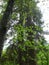 Pair of Giant Pine Trees, Findhorn River, Scotland, UK