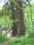 Pair of Giant Pine Trees, Findhorn River, Scotland, UK