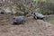 A Pair Of Giant Tortoise Meeting At The Pond In The Cerro Colorado Tortoise Reserve, Isla San Cristobal, Ecuador.jpg