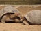 A pair of giant tortoises