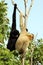 Pair of gibbon monkeys hanging on a tree branch