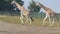 Pair Giraffe