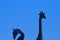 A PAIR OF GIRAFFE WITH ONE WITH NECK BENT AGAINST BLUE SKY