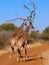 A Pair of Giraffe taking a stroll