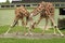 Pair of giraffe at zoo