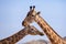 A pair of giraffes close up