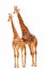 A pair giraffes(couple) in white background