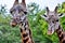 Pair of Giraffes looking into the camera