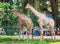 Pair giraffes in petting zoo