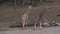 A pair of giraffes standing on a sunny summer day