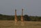 A pair of giraffes standing tall and looking alert together in the wild, Kenya