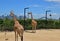 A pair of giraffes in Taronga Zoo with Sydney skyline in the background