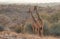 Pair of giraffes walking free