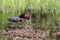 A pair of Glossy Ibis hunting for food in a marsh pond