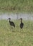 Pair of glossy ibis stood in reeds of river marshland