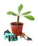 Pair of gloves, potted plant and gardening tools on white background