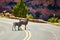 Pair of goats crossing curving road in desert canyon