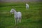 Pair of goats graze in a meadow covered with green grass