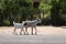 A pair of goats trotting freely along a road in rural Namibia