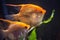 Pair of Gold Pterophyllum Scalare in aquarium, yellow angelfish guarding eggs