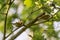 Pair of goldcrests & x28;Regulus regulus& x29; on branch