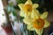 Pair of Golden Daffodils next to a window