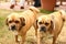 Pair of golden English bulldogs walking together at a wedding in Hampshire, UK.