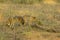 Pair of Golden Jackals Foraging