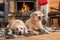 Pair of golden Labrador Retrievers lie on a blanket in front of country house fireplace