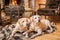 Pair of golden Labrador Retrievers lie on a blanket in front of country house fireplace