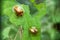 a pair of golden ladybugs resting on a pariah leaf