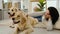 Pair of golden retriever dogs lying beside young woman