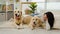 Pair of golden retriever dogs lying beside young woman