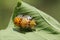 A pair of golden tortoise beetles are mating.