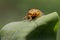 A pair of golden tortoise beetles are mating.