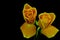 Pair of golden yellow glowing roses