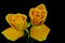 Pair of golden yellow glowing roses