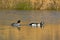 Pair of Goldeneye Ducks swimming