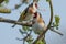 A pair of goldfinches