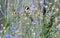 A pair of goldfinches feeds in a thicket of cornflowers