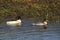 A pair of Goosander, Mergus merganser, swimming on a fast flowing river in the UK.