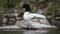 Pair of goosanders Mergus merganser on river