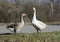 Pair of gooses