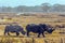 Pair of gorgeous white rhinos