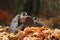 Pair of Goshawk, Accipiter gentilis, feeding on killed pidgeon in autumn forest