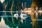 A pair of graceful swans gliding on the glassy surface of a serene lake