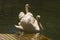 A pair of graceful white swans swims in a small pond in the Park