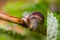 pair of grape snail in a leaves