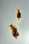 A pair of grape snails crawl on wet glass