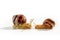 A pair of Grape snails isolated on a white background